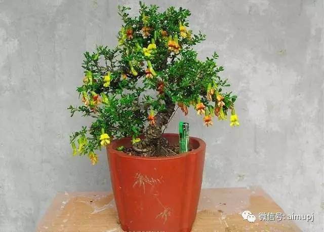 金雀花盆景怎样扦插繁育成活率最高