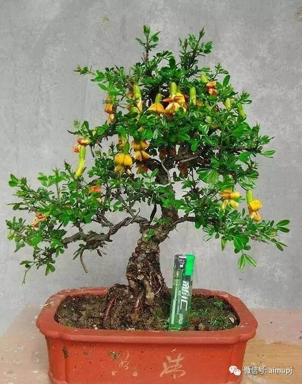 金雀花盆景怎样扦插繁育成活率最高