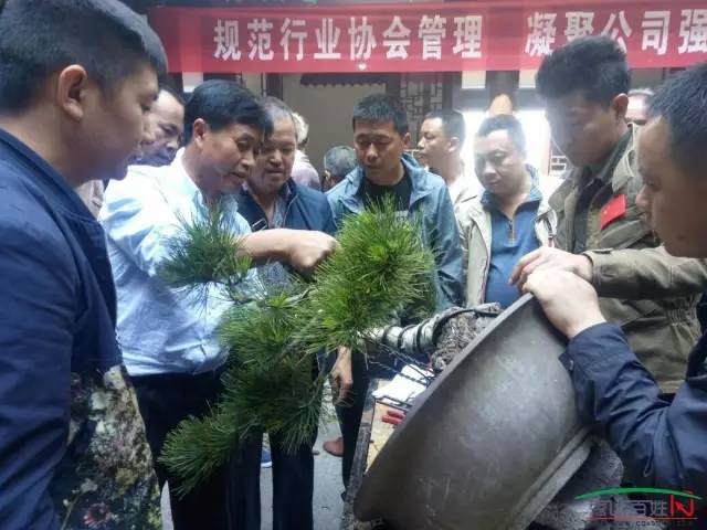 第二届武陵风盆景艺术交拍卖会多图