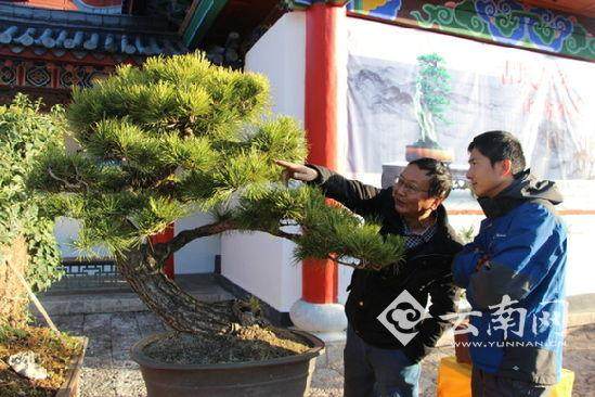 昆明市绿化局主办云南第三届盆景展【多图】