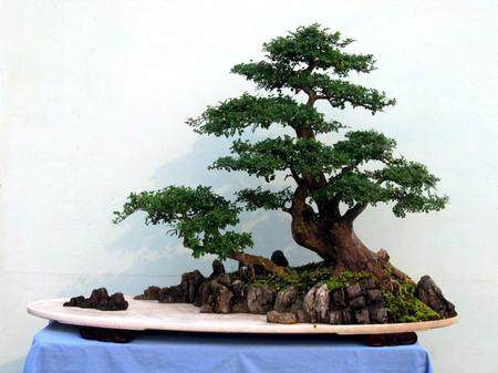 对节白蜡盆景怎么选材培植的方法 图片