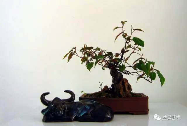 何首乌的栽培技术【多图】