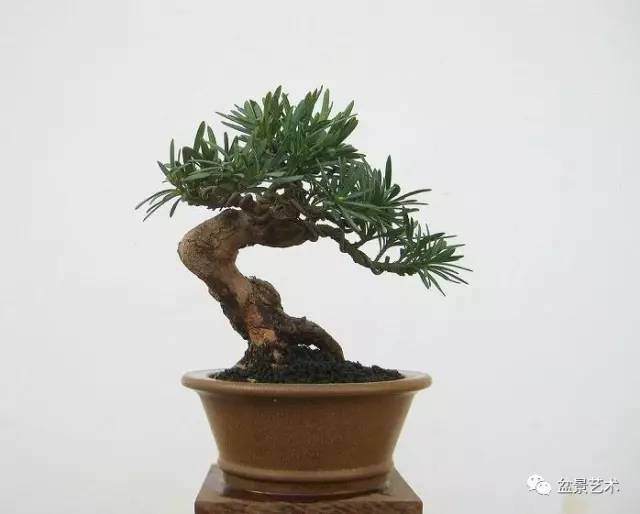 罗汉松叶枯病防治方法【图示】