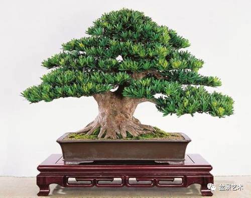 罗汉松叶枯病防治方法【图示】