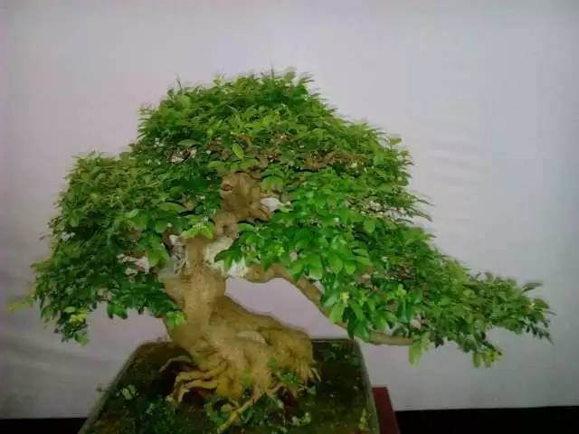 【多图】 赏“荆楚谣”盆景展,感悟草木之间方寸之美