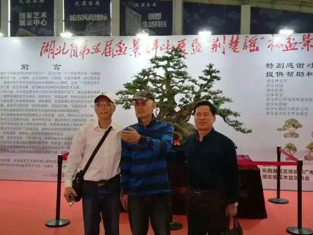 【多图】 赏“荆楚谣”盆景展,感悟草木之间方寸之美