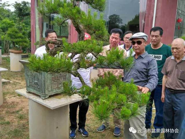 盆景艺术大师郑永泰莅临云浮传经送宝 图片