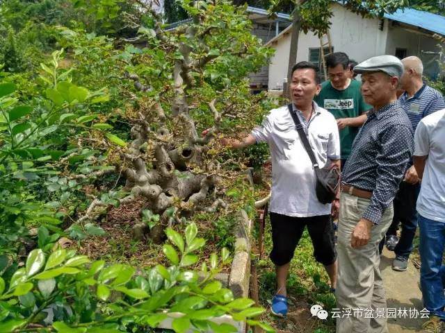 盆景艺术大师郑永泰莅临云浮传经送宝 图片