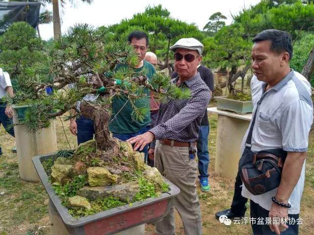 盆景艺术大师郑永泰莅临云浮传经送宝 图片