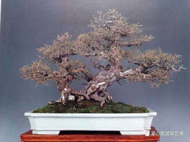 盆景赏析 ——鸦噪寒天