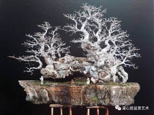 盆景赏析 ——鸦噪寒天