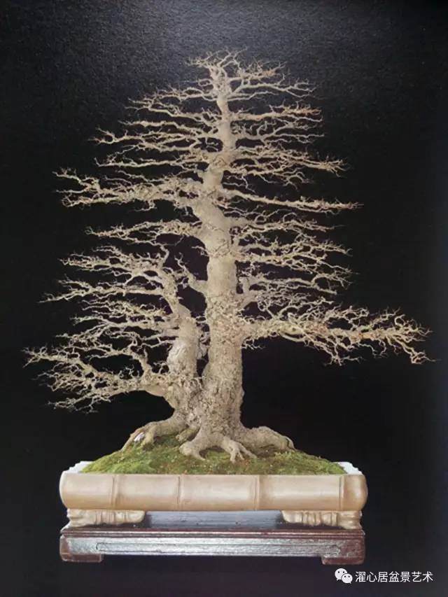 盆景赏析 ——鸦噪寒天