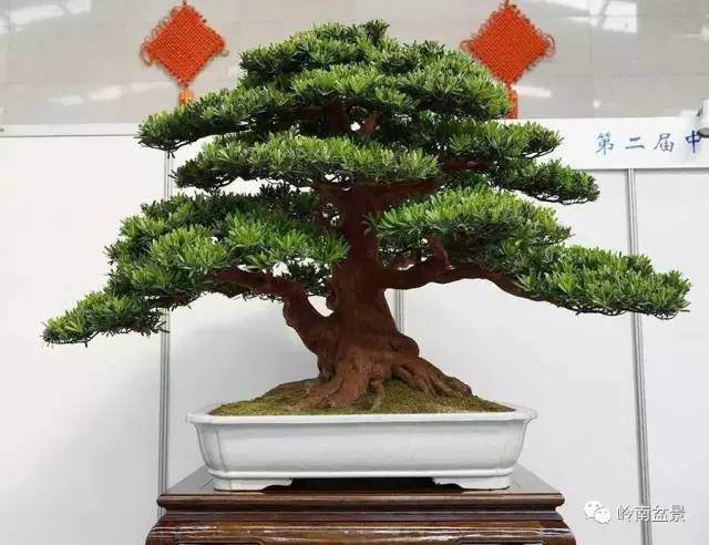 盆景具有极高的艺术观赏价值及收藏价值