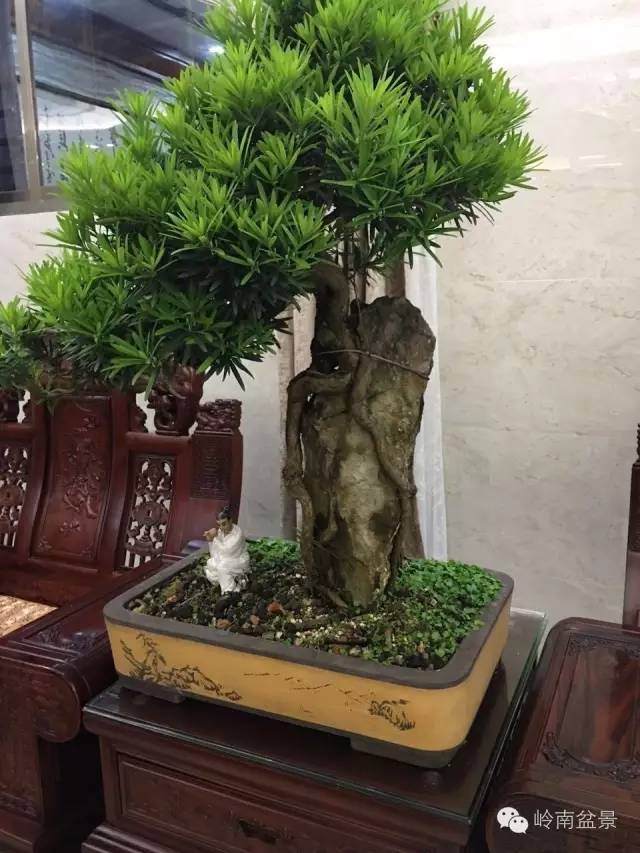 盆景具有极高的艺术观赏价值及收藏价值