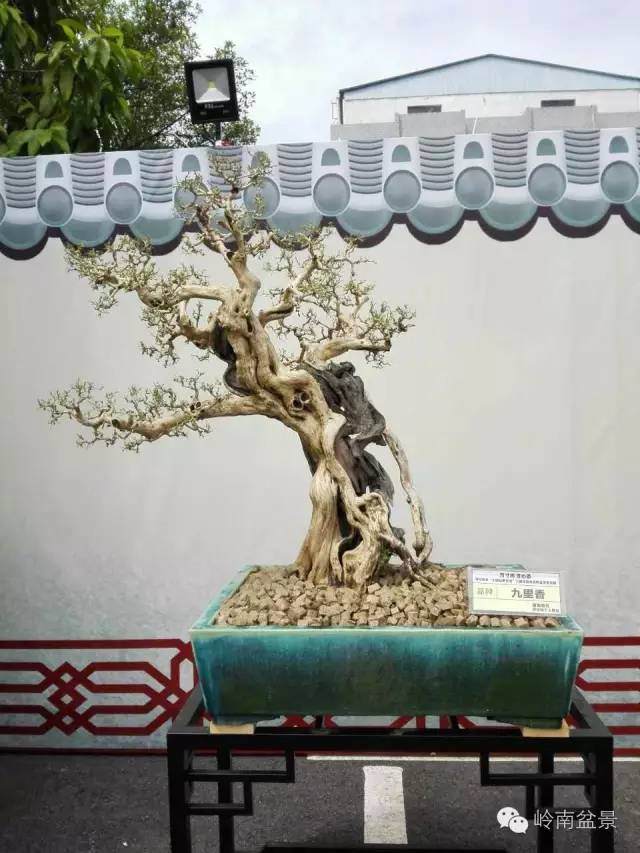 盆景具有极高的艺术观赏价值及收藏价值