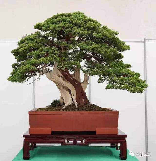 盆景具有极高的艺术观赏价值及收藏价值