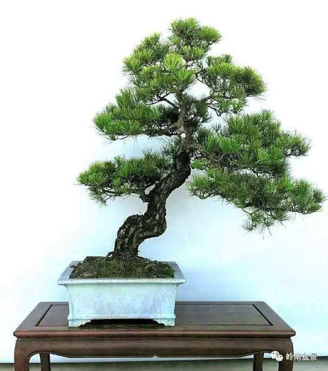 盆景具有极高的艺术观赏价值及收藏价值