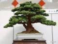 盆景艺术具有极高的收藏价值多图
