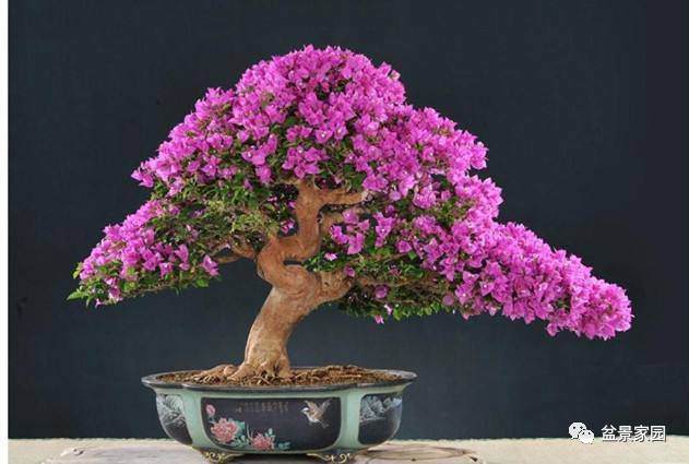 三角梅的基本管理要求 操作简单【多图】