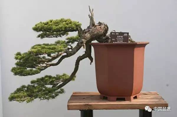 扬派盆景源远流长屡获大奖【多图】