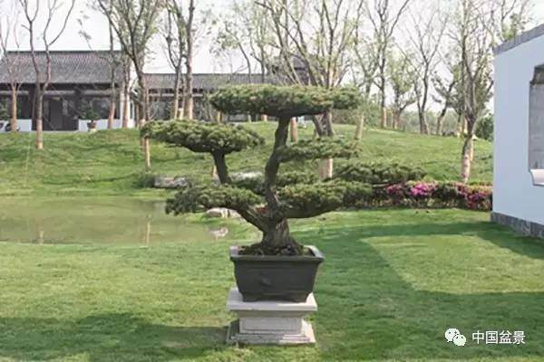 扬派盆景源远流长屡获大奖【多图】