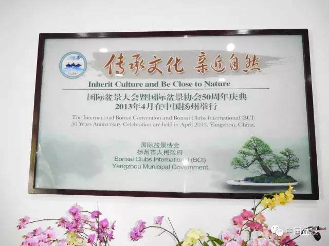 扬派盆景源远流长屡获大奖【多图】