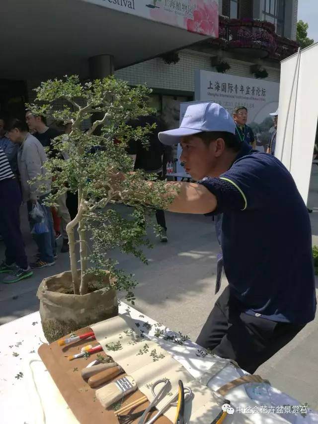 2017上海青年盆景制作论坛(之二)