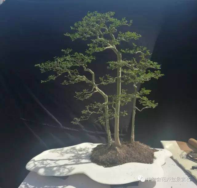 2017上海青年盆景制作论坛(之二)