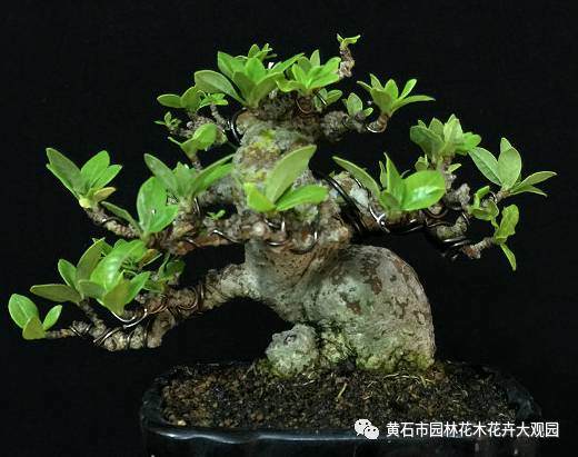 小叶栀子盆景制作与养护