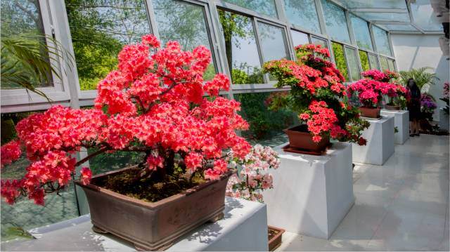 【多图】上海滨江盆景大讲堂第三期——杜鹃花盆景制作