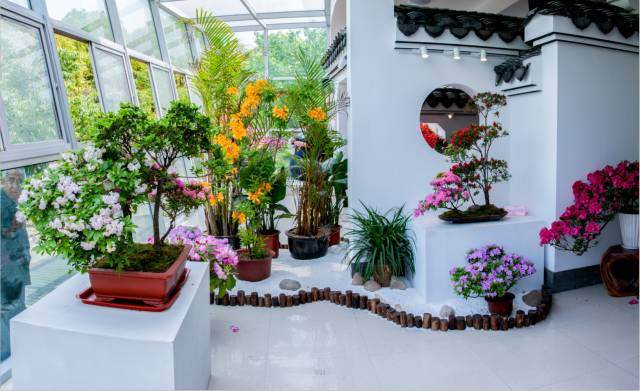 【多图】上海滨江盆景大讲堂第三期——杜鹃花盆景制作