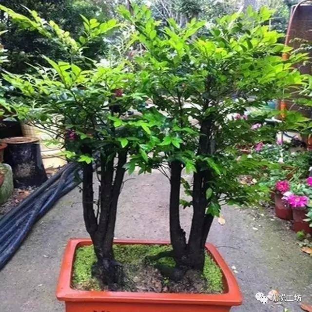 小叶紫檀树桩盆景被称为“帝王之木” 摆在家中大气显富贵