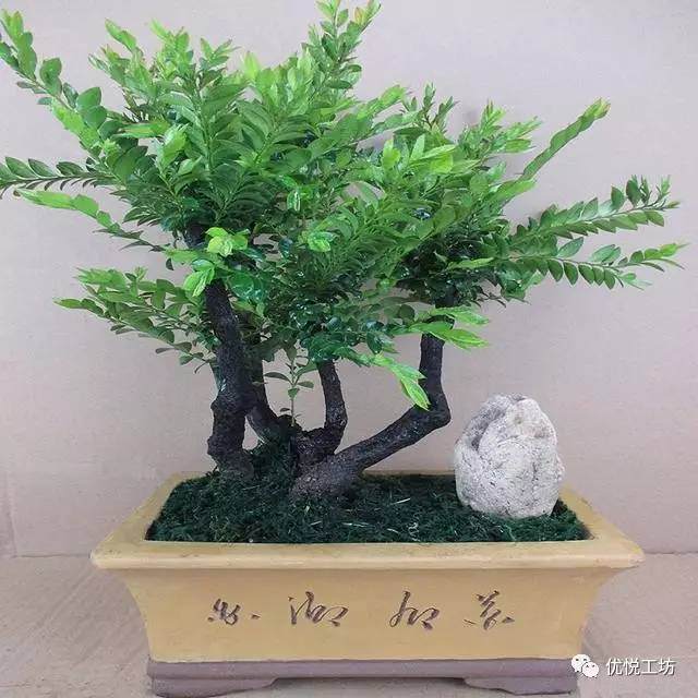 小叶紫檀树桩盆景被称为“帝王之木” 摆在家中大气显富贵