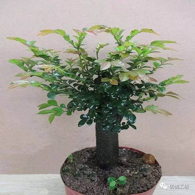 小叶紫檀树桩盆景被称为“帝王之木” 摆在家中大气显富贵