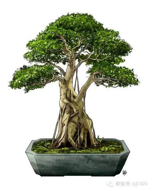 盆景制作 从一副画开始 图片