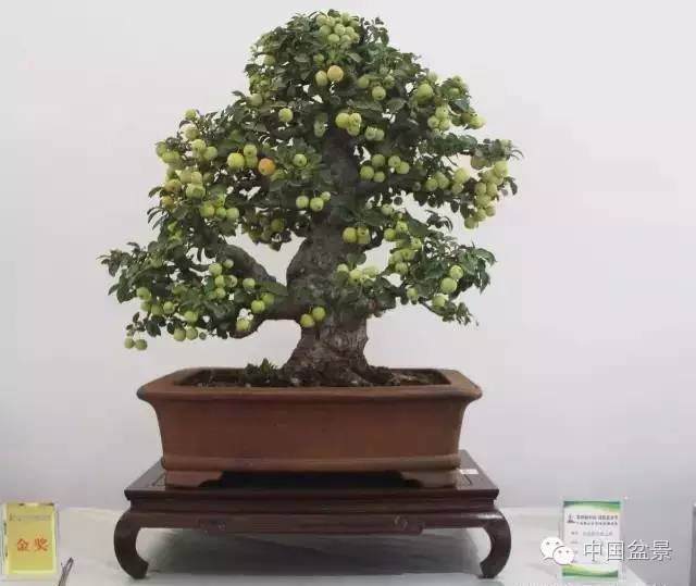 盆景花卉盆土板结怎么办？教你一些解决方法