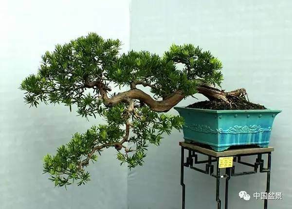 盆景花卉盆土板结怎么办？教你一些解决方法