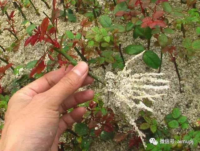 盆景素材扦插怎样用生根剂，科学使用，才能达到良好