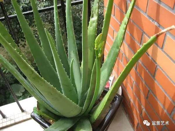 家庭盆栽芦荟有技巧