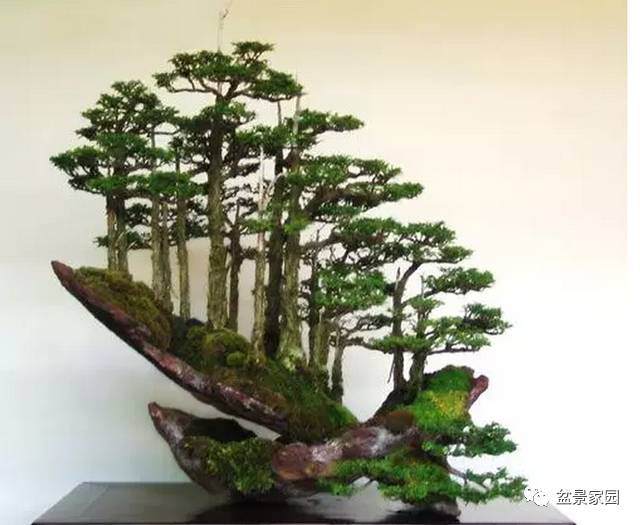 丛林盆景造型制作“四忌”【图】