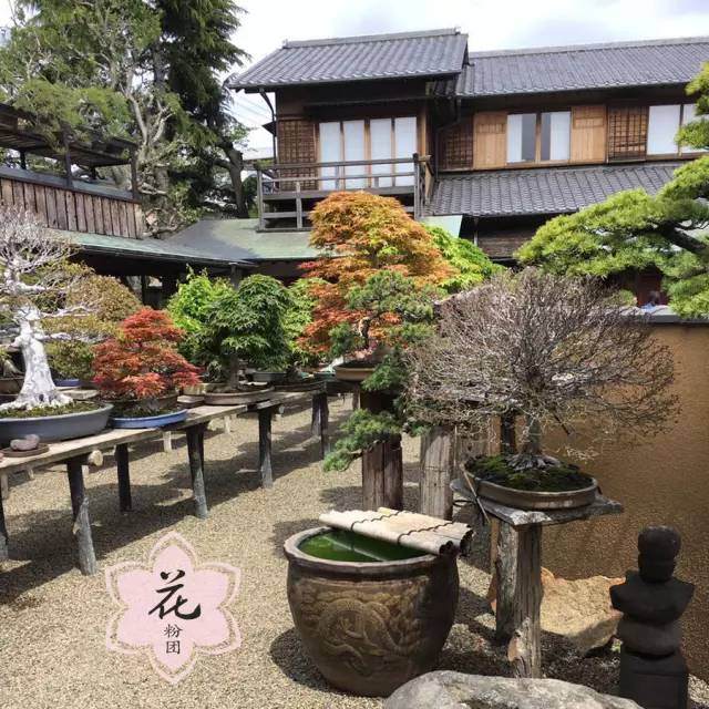 海宁花粉眼中的日本盆景