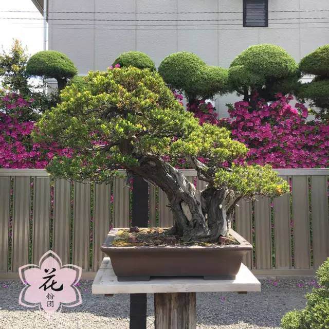 海宁花粉眼中的日本盆景
