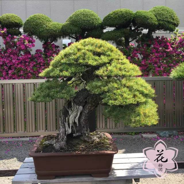 海宁花粉眼中的日本盆景