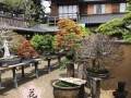 海宁花粉眼中的日本盆景多图