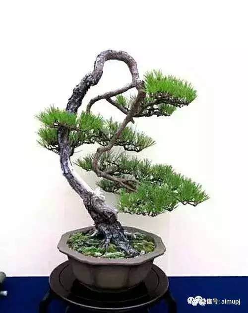 培养黑松盆景的7个要诀，你掌握了几个？