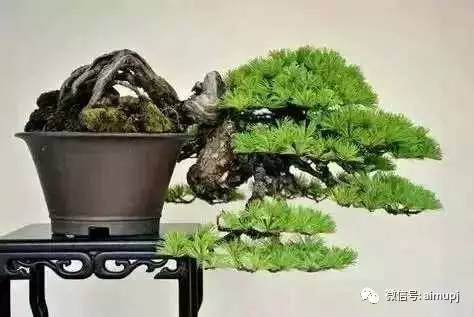 培养黑松盆景的7个要诀，你掌握了几个？