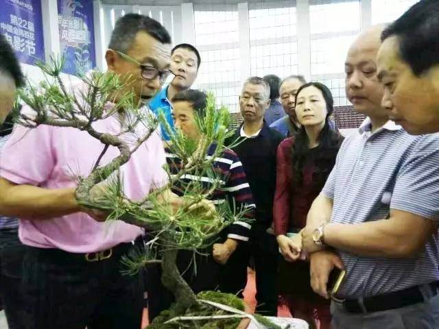 教你动手DIY山石盆景多图