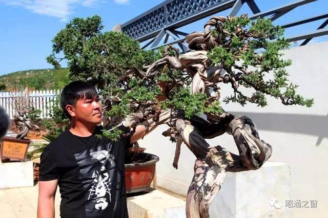 陈友贵 |盆景造型改变了我的生活
