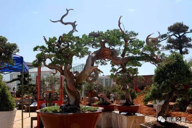 陈友贵 |盆景造型改变了我的生活