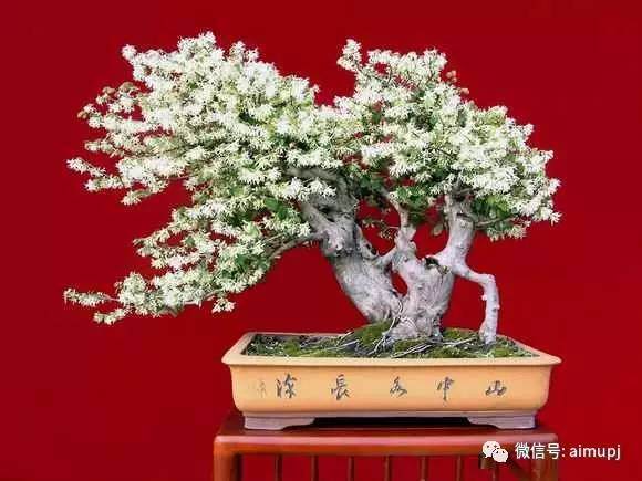 生根剂生根液生根粉针对树桩盆景那种效果最好